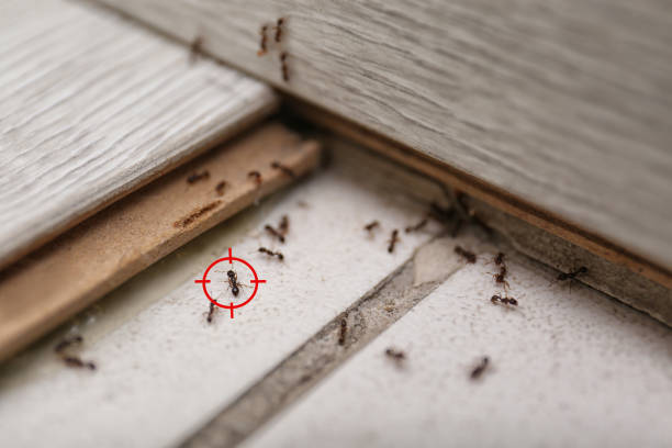 Best Pest Inspection Near Me  in Braddock, PA