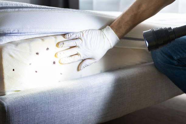 Best Affordable Pest Control Services  in Braddock, PA